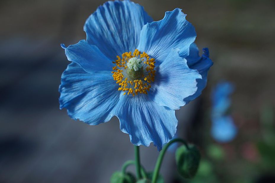Las flores azules son un detalle ideal para los novios. Foto: Pixabay