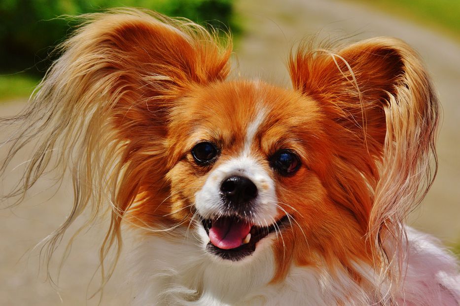Los perros y sus pelos. Fuente: Pixabay
