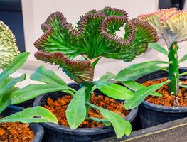 Aprende a cuidar la suculenta Euphorbia lactea