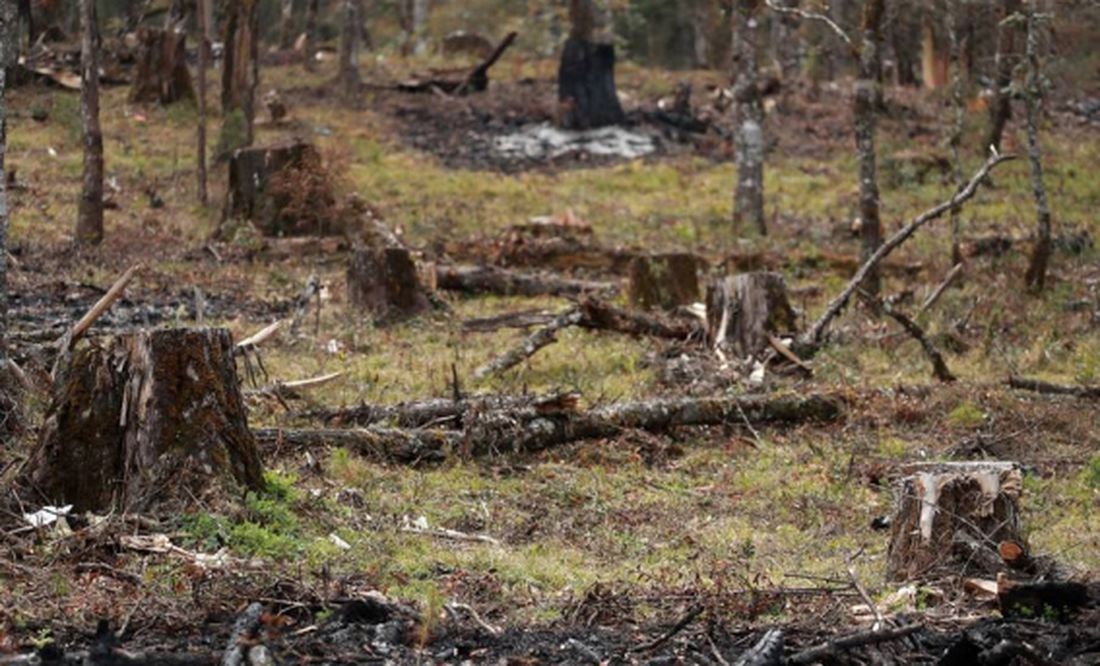  Diputados aprueban endurecer penas a quien incurra en tala ilegal