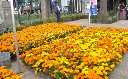 Gobierno de la CDMX inaugura el Festival de las Flores de Cempasúchil 2023