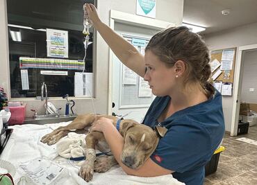Perros, gatos y hasta un cerdo: mascotas sufren graves quemaduras por incendios en Hawái