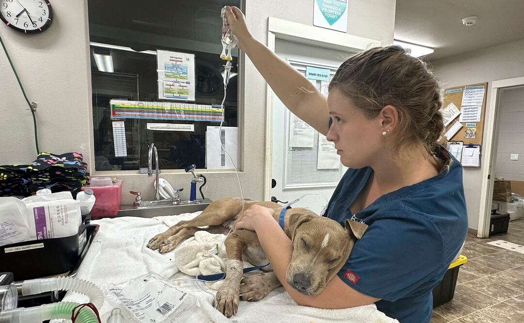 Fotografía proporcionada por la Humane Society de Maui muestra un perro herido en una veterinaria en Lahaina, Hawai. Foto: Vía AP