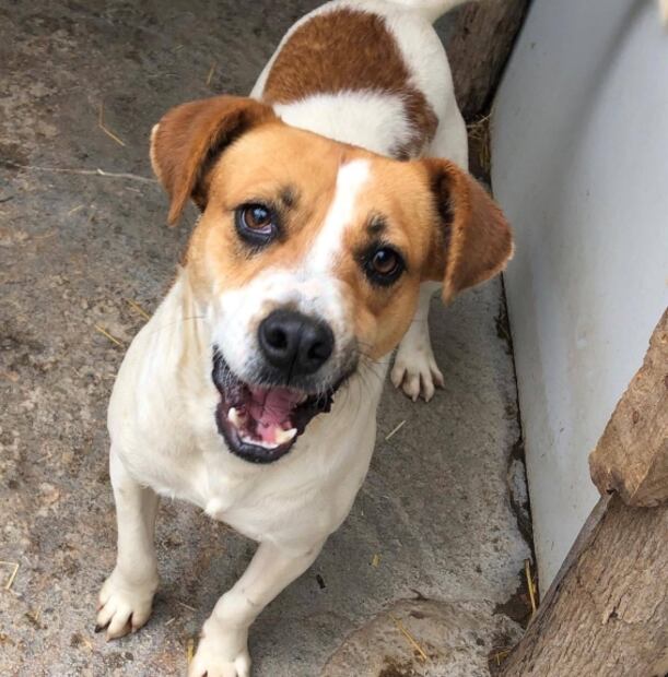 “Deysi”, perrita rescatada tras derrumbe del cerro del Chiquihuite, en espera de ser adoptada