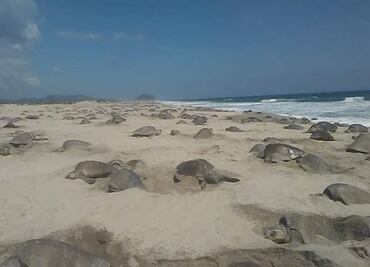 Marina vigila casi 23 millones de huevos de tortuga en Oaxaca