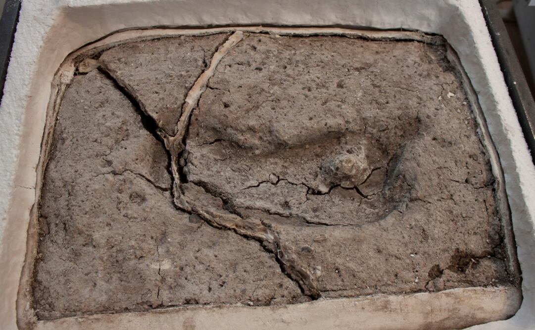 Foto: Laboratorio de Sitio Pilauco/Handout via REUTERS