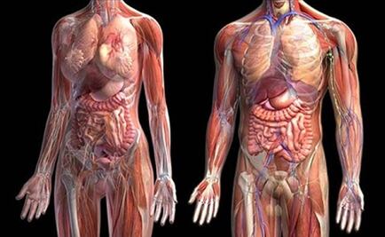 Descubren característica desconocida de la anatomía humana