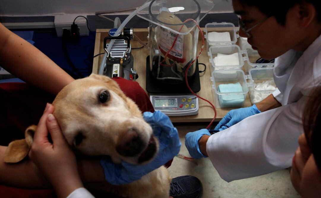 Lucy, una labrador que de ocho años, donó sangre (Reuters)