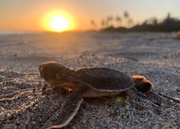 ¿Por qué es malo comer carne de tortuga?