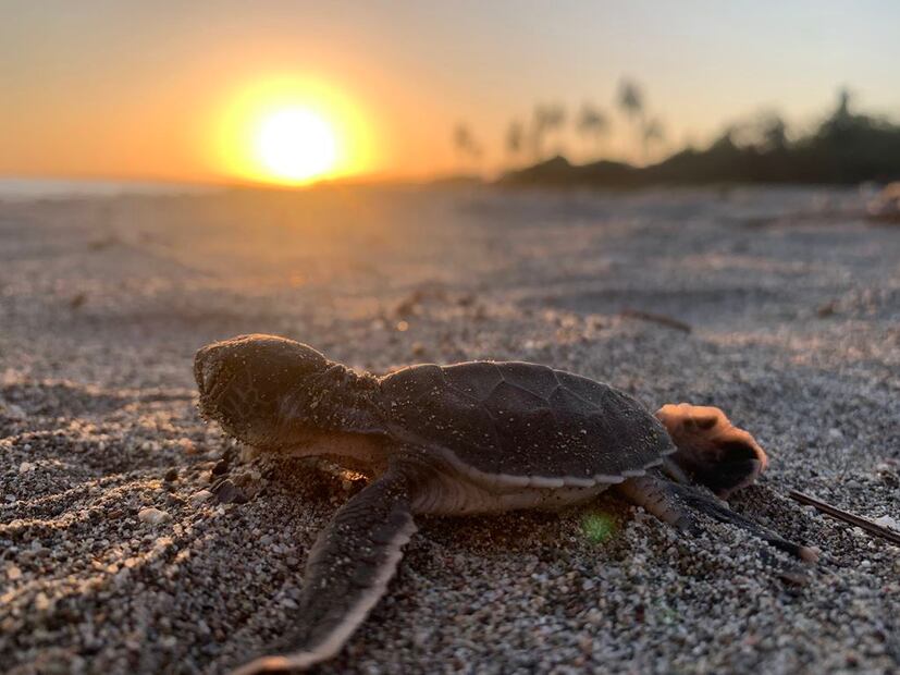 Foto: OCV Puerto Vallarta
