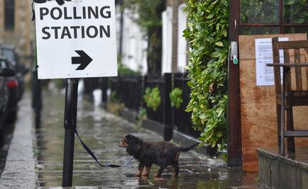 Perros en las casillas, la moda en RU