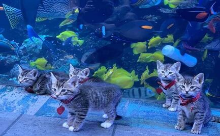 Gatitos pasean libres en el Acuario de Georgia durante la cuarentena
