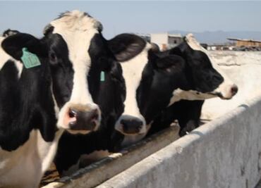 Modifican geneticamente a las vacas para resistir tuberculosis