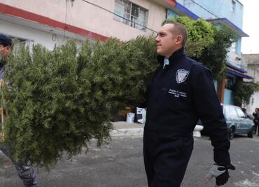 Cuajimalpa recolecta más de mil 700 árboles de Navidad y más de 420 nochebuenas para reciclaje