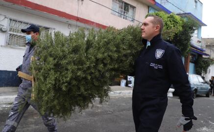 Cuajimalpa recolecta más de mil 700 árboles de Navidad y más de 420 nochebuenas para reciclaje