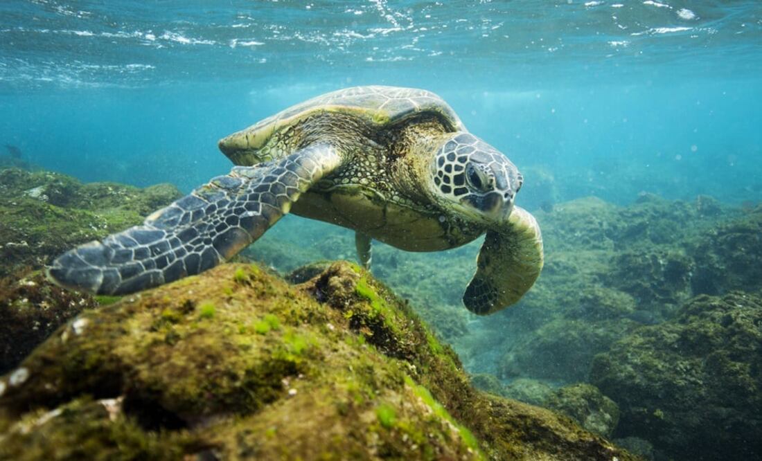 El ecosistema "único" del monumento es el hogar de unas 7 mil especies marinas. (FOTO: EFE)