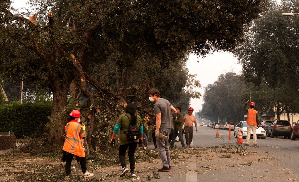 Migrantes se unieron voluntariamente en varias brigadas para remover árboles caídos y escombros en las zonas afectadas por los fuertes vientos y los mortales incendios en Los Ángeles. Foto: EFE
