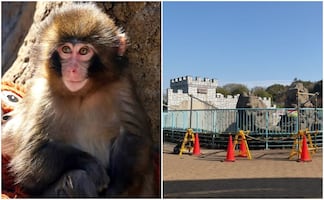 “Punch”: Zoológico de Ichikawa amplía la zona de visitantes; colocan sitio especial para ver a mono viral