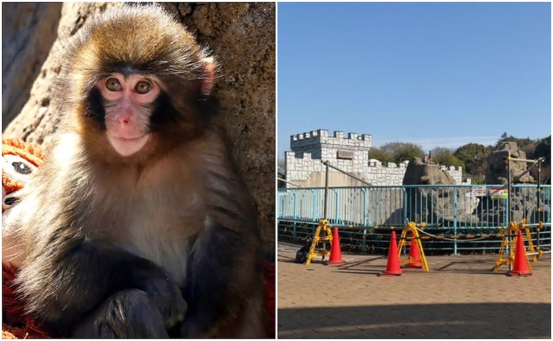 Ante la afluencia de turistas, el tiempo en el área de los primates se encuentra restringido a 10 minutos. Foto: AFP / Ichikawa Zoo