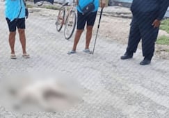 Cocodrilo ataca a perrito callejero en Dzilam de Bravo, Yucatán; muere debido a la gravedad de las lesiones
