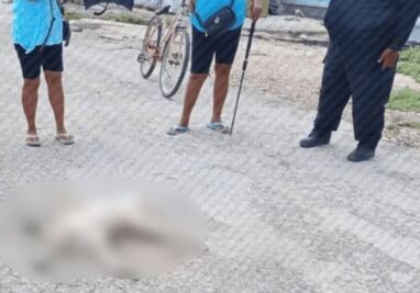 Cocodrilo ataca a perrito callejero en Dzilam de Bravo, Yucatán; muere debido a la gravedad de las lesiones