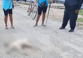 Cocodrilo ataca a perrito callejero en Dzilam de Bravo, Yucatán; muere debido a la gravedad de las lesiones