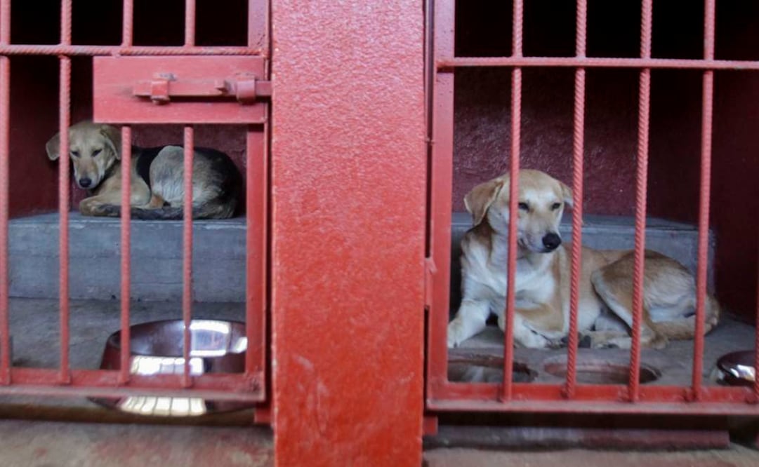 Lanzan una campaña en Marruecos contra la matanza de perros vagabundos