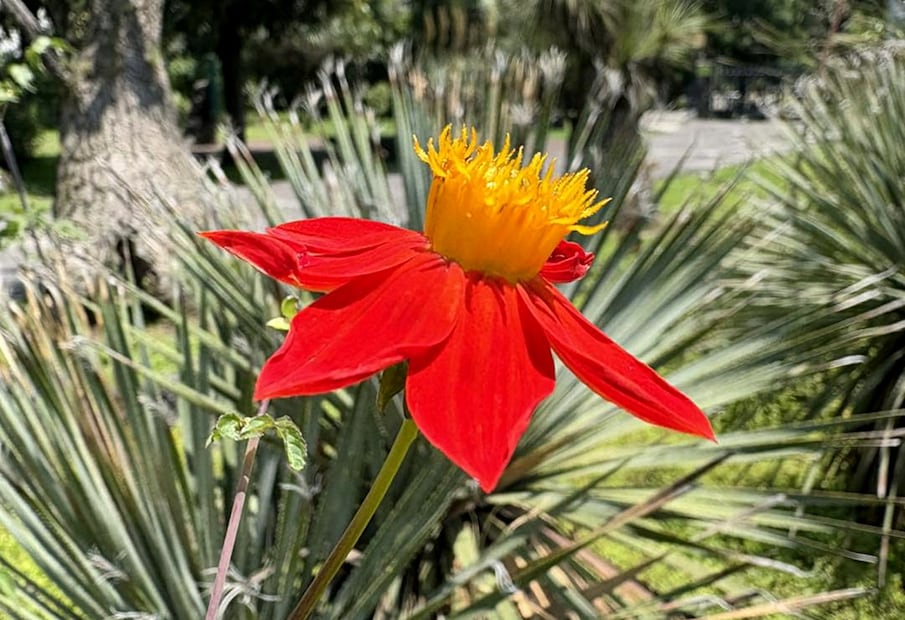 Las flores aromáticas son protagonistas de este recorrido, revelando cómo la biodiversidad se comunica a través del olor. Facebook: Jardín Botánico IB-UNAM