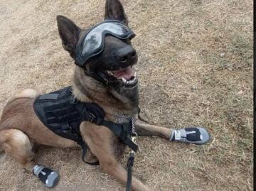 Un lomito muy preparado: Agente canino de Tamaulipas asiste a Diplomado en Veracruz