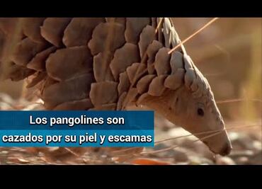 ¿Qué es el pangolín y qué tiene que ver con el coronavirus?