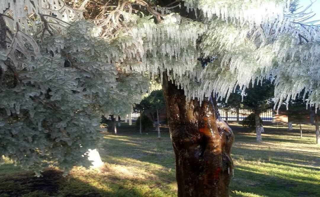 Foto: Facebook Laura Olguín Acosta