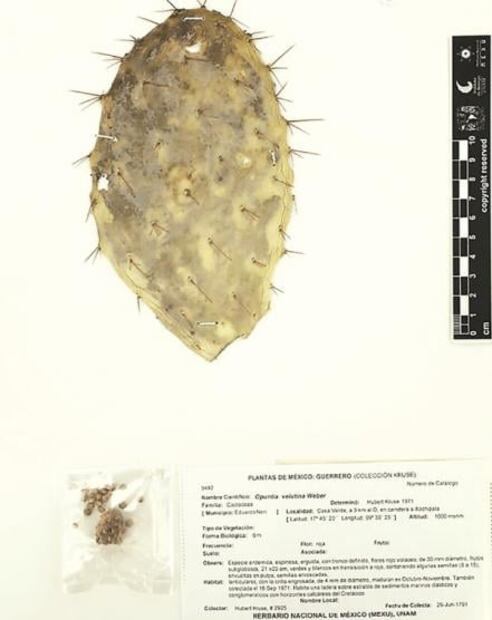 MEXU, la biblioteca verde de México