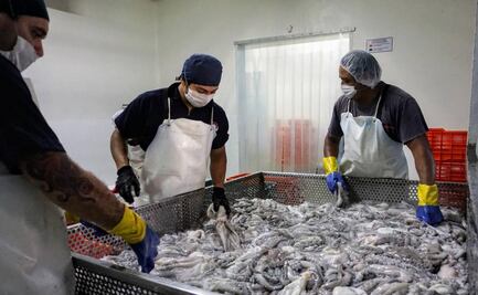 Exportan pulpo de Yucatán a Europa; captura del molusco supera las 5 mil toneladas