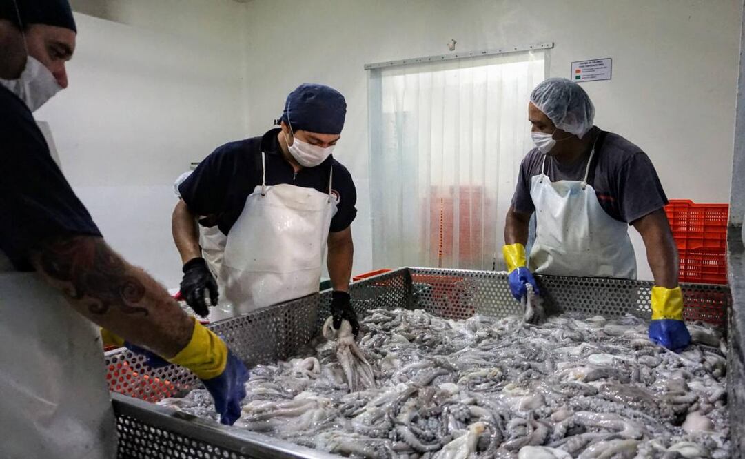 Exportan pulpo de Yucatán a Europa (16/09/2025). Foto: Especial