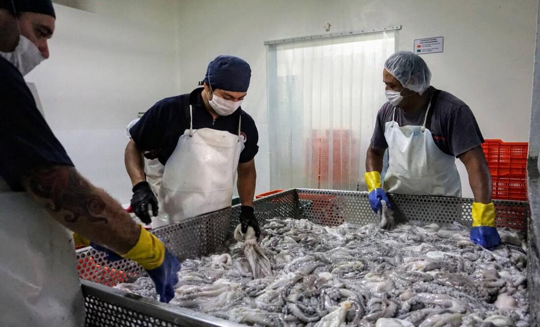 Exportan pulpo de Yucatán a Europa (16/09/2025). Foto: Especial