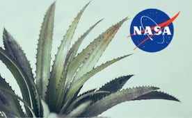 5 plantas de cuidado fácil que debes tener según la NASA