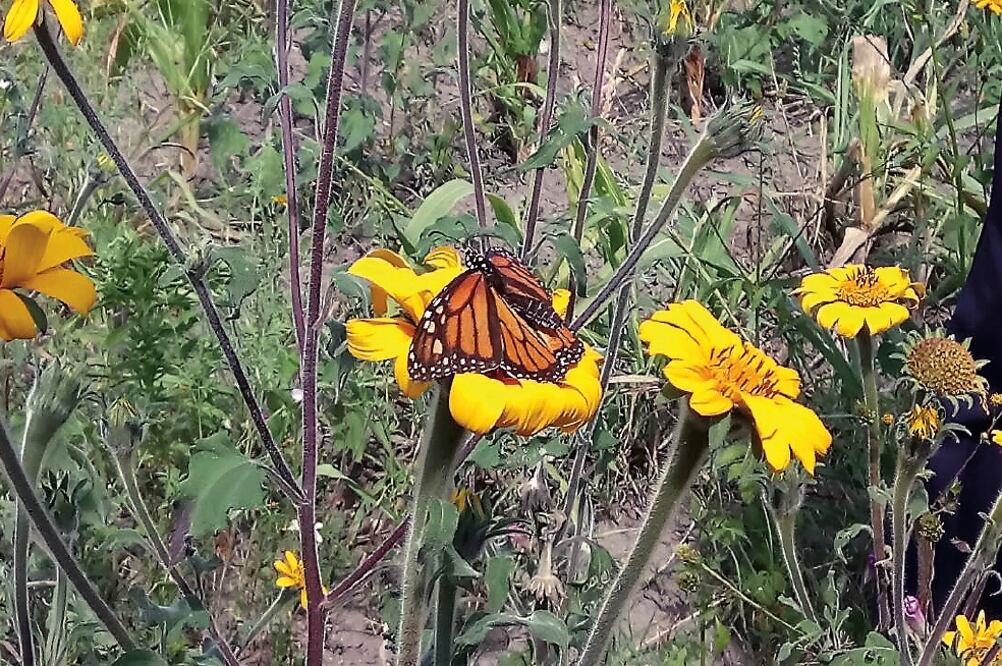 El paso de la mariposa Monarca por Jaumave comenzó, como cada año, el 18 de octubre, y las últimas dejarán de pasar por este lugar aproximadamente a mediados de noviembre. (ESPECIAL)