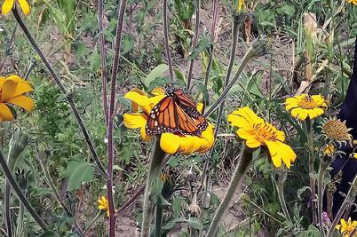 En Tamaulipas dan capacitación para cuidar ruta de las Monarcas