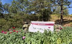 Marina destruye 32 plantíos de amapola en Nayarit; mantienen acciones para detectar sembradíos ilícitos