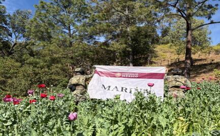 Marina destruye 32 plantíos de amapola en Nayarit; mantienen acciones para detectar sembradíos ilícitos