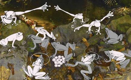 Hallan nueva especie de renacuajo de rana danzante