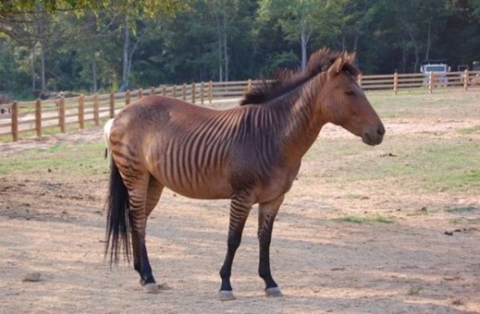 Asombrosos animales híbridos que tal vez no conocías