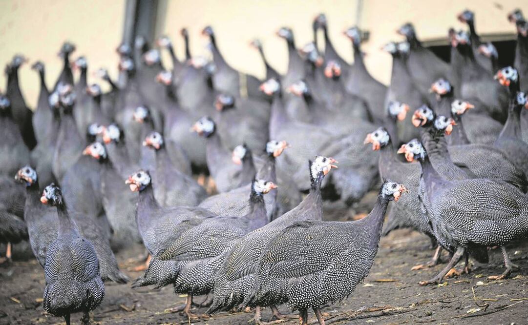 Gallinas de Guinea en una granja en el oeste de Francia, que sufre por la gripe aviar. Foto: Lioc Venance/AFP