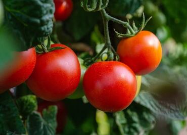 EU suspende importación de tomates de compañía mexicana por trabajo forzoso