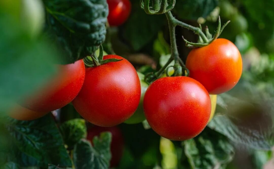 Las autoridades estadounidenses catalogaron como un trato abusivo hacia los trabajadores que equivale a trabajo forzado.   Foto: Pixabay