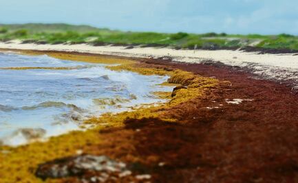 A través del Atlántico, tres países unidos por el sargazo