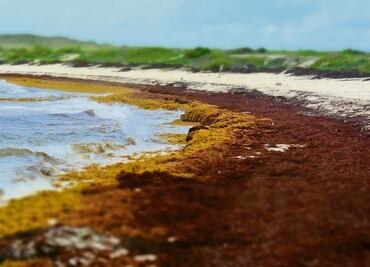 A través del Atlántico, tres países unidos por el sargazo