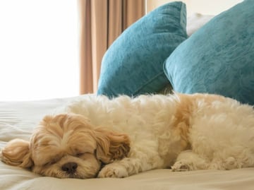 3 destinos con hoteles pet friendly en México
