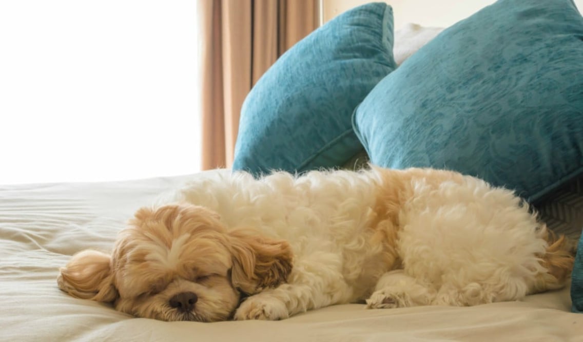 Pregunta a tu hotel por las políticas para recibir mascotas. (Foto: istock)