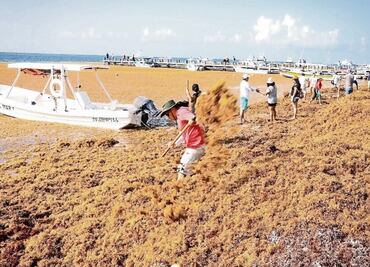 Sargassum could be used by the pharmaceutical and food industries